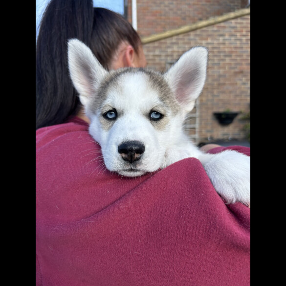 Siberian Husky