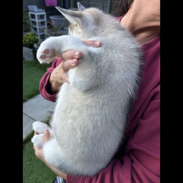 Siberian Husky