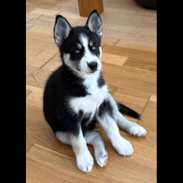 Siberian Husky