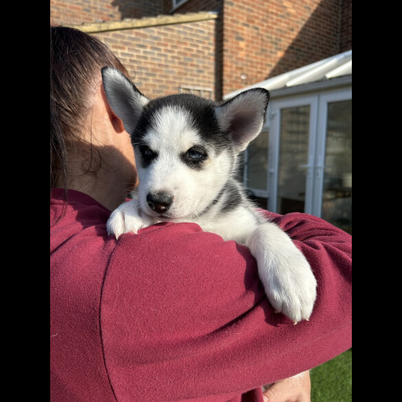 Siberian Husky
