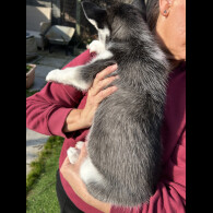 Siberian Husky