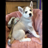 Siberian Husky