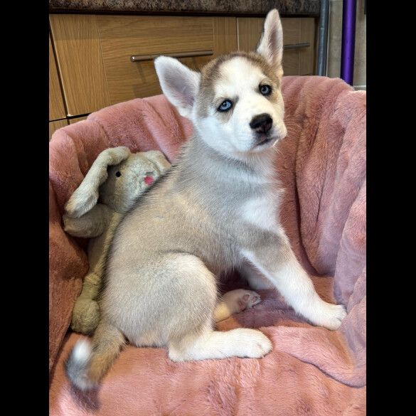 Siberian Husky