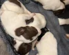 Mixed Breed