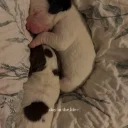 Mixed Breed