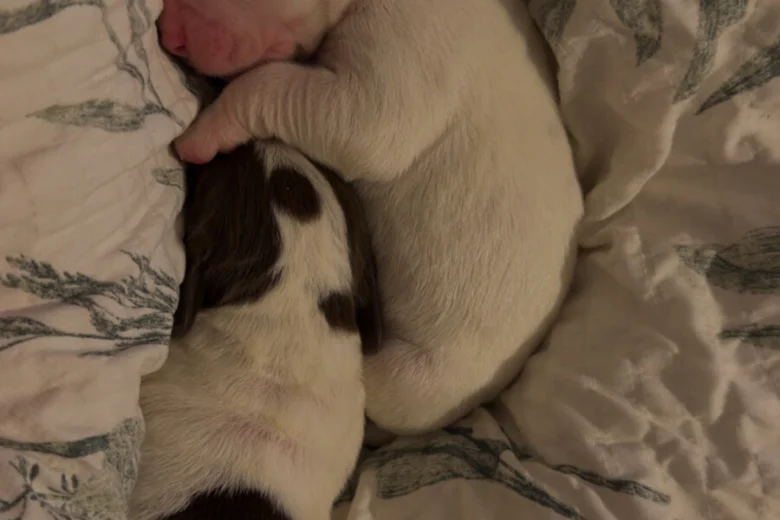 Mixed Breed