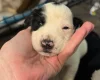 Mixed Breed