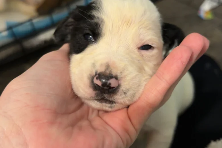 Mixed Breed