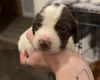 Mixed Breed