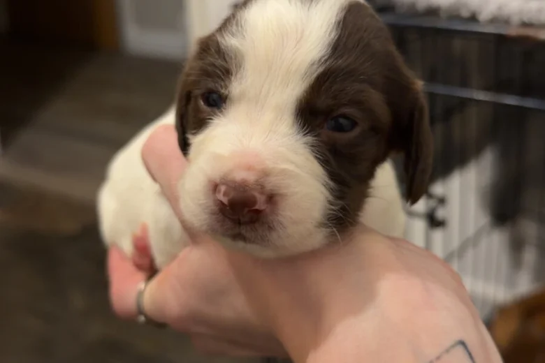 Mixed Breed