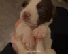Mixed Breed