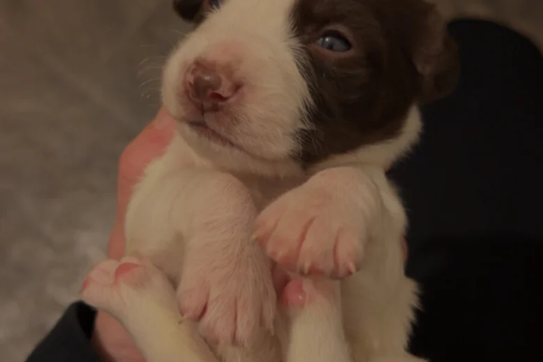 Mixed Breed