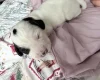 Mixed Breed
