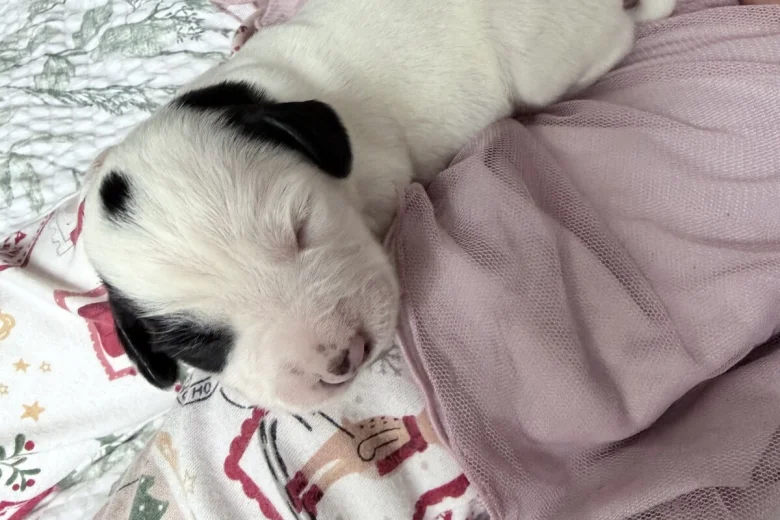 Mixed Breed