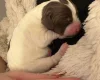 Mixed Breed
