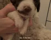 Mixed Breed