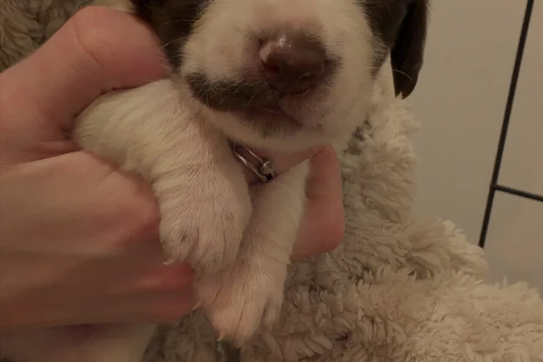 Mixed Breed