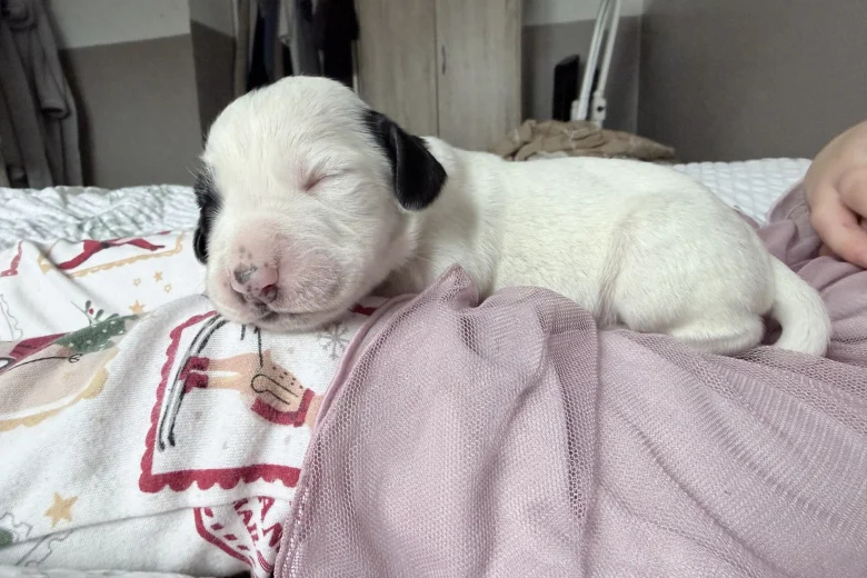 Mixed Breed