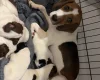 Mixed Breed