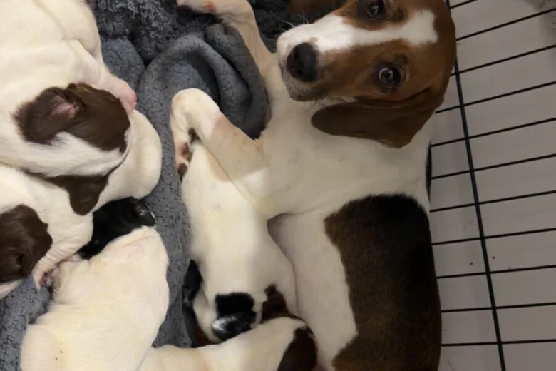 Mixed Breed