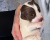 Mixed Breed