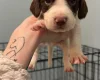 Mixed Breed