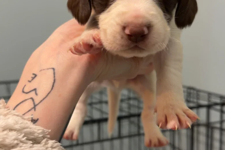 Mixed Breed