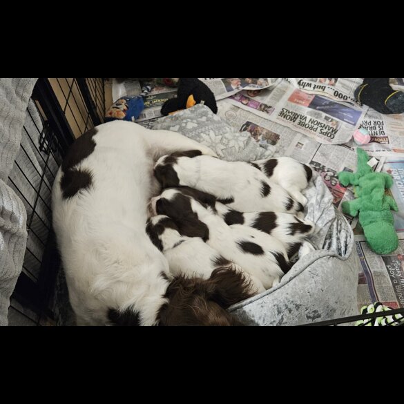 English Springer Spaniel