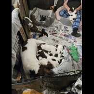 English Springer Spaniel