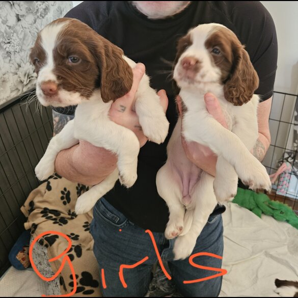 English Springer Spaniel