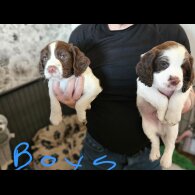 English Springer Spaniel