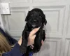 Sprocker Spaniel