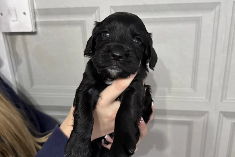 Sprocker Spaniel
