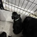 Sprocker Spaniel