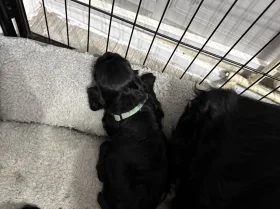 Sprocker Spaniel
