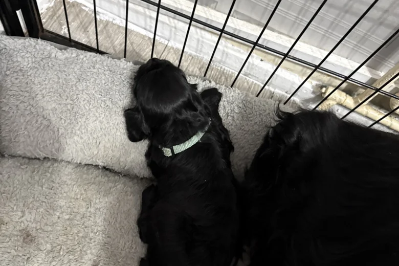 Sprocker Spaniel