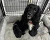 Sprocker Spaniel