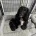 Sprocker Spaniel