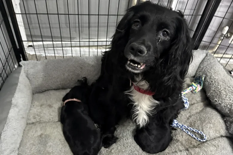 Sprocker Spaniel