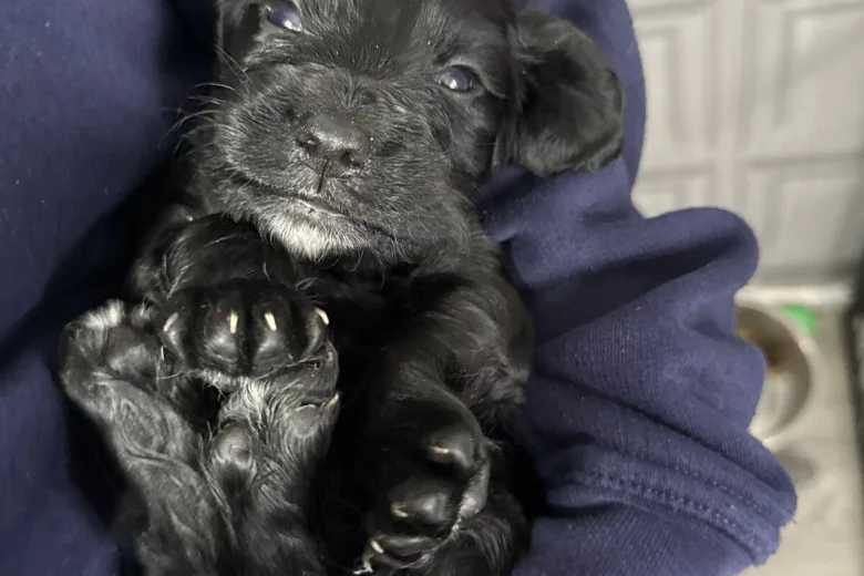 Sprocker Spaniel