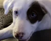 Mixed Breed
