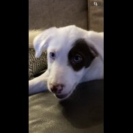 Mixed Breed