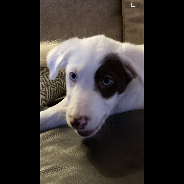 Mixed Breed