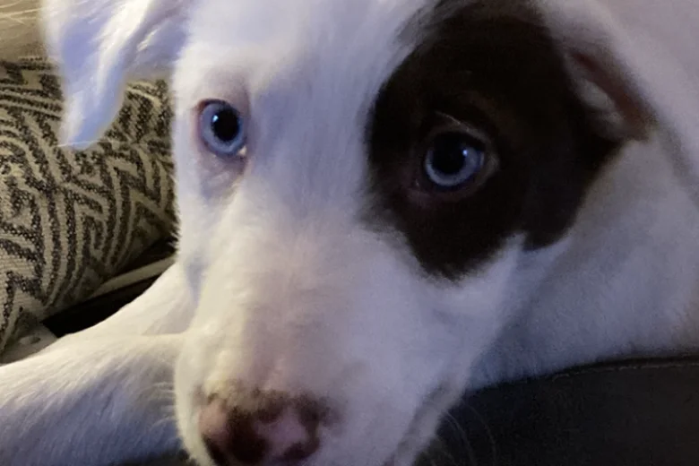 Mixed Breed