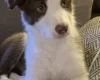 Mixed Breed
