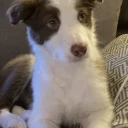 Mixed Breed