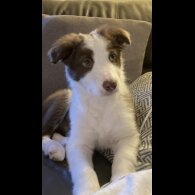 Mixed Breed