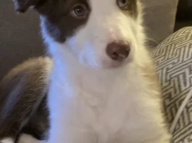 Mixed Breed