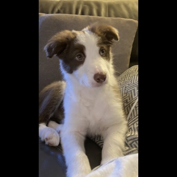 Mixed Breed