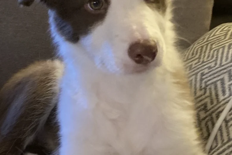 Mixed Breed